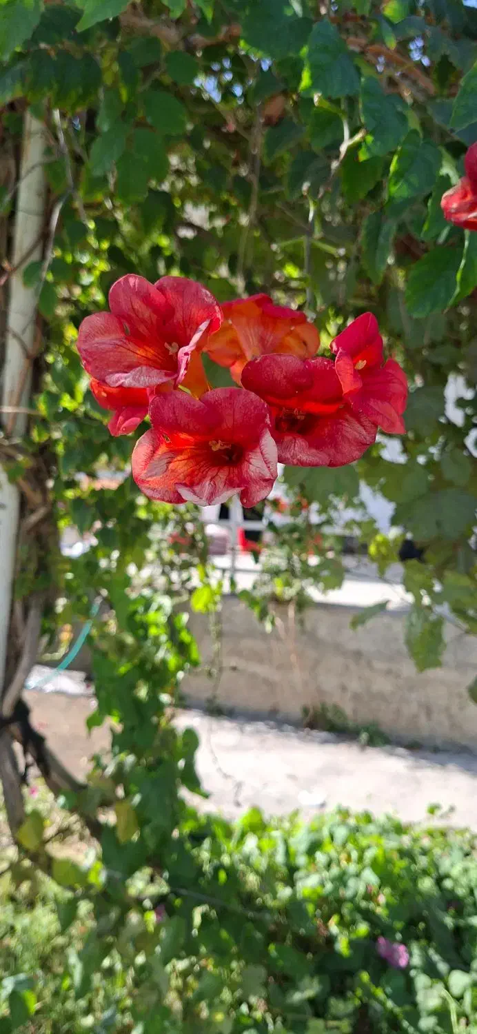 باغ و باغچه به متراژ ۱۳/۵۰۰|فروش دفتر صنعتی، کشاورزی، تجاری|نوشین شهر, |دیوار