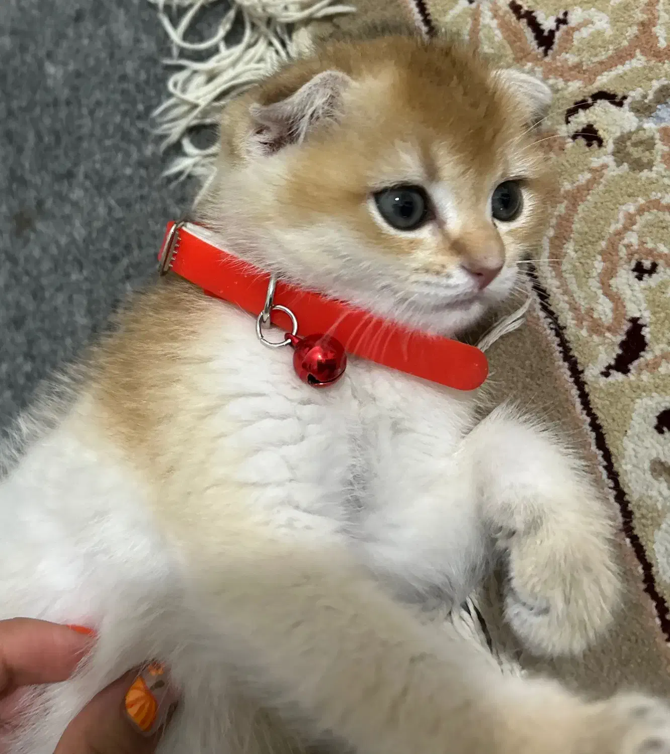 گربه اسکاتیش|گربه|کرمانشاه, |دیوار