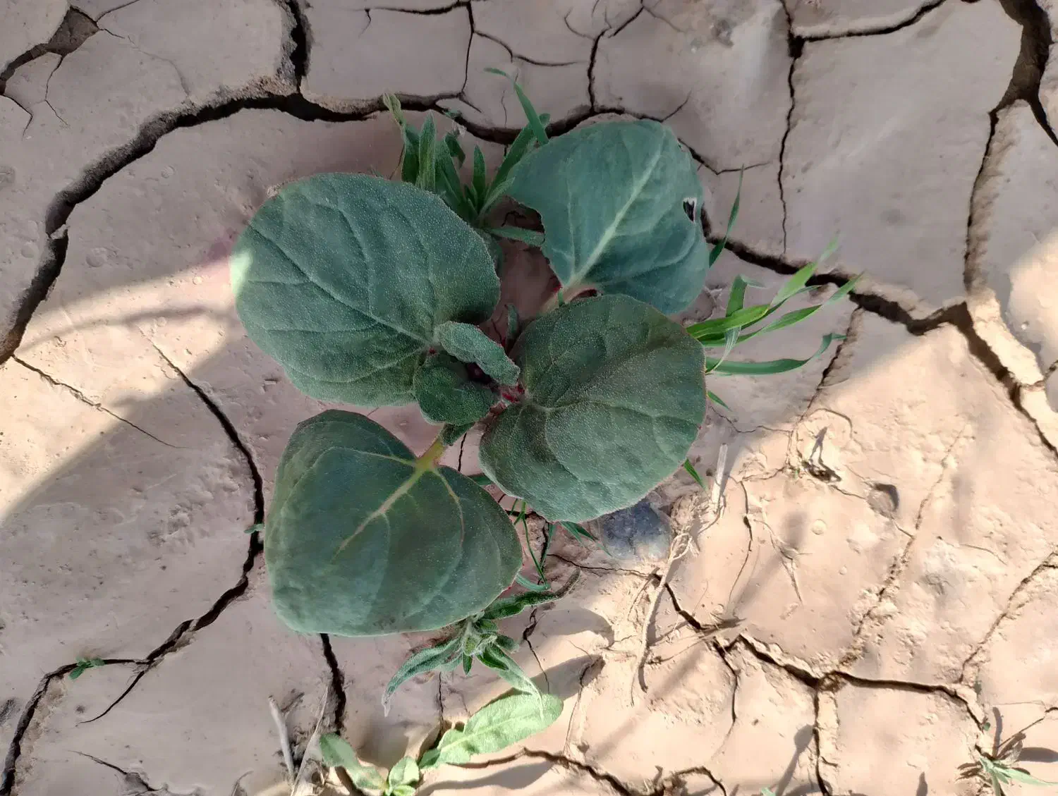 داشبورد|قطعات و لوازم جانبی رایانه|نیشابور, هفده شهریور|دیوار