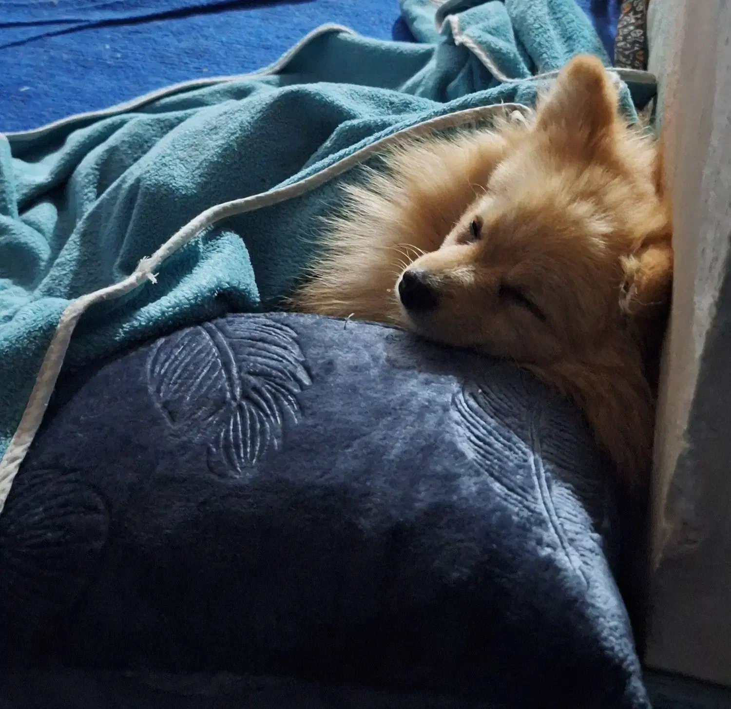 پامر عروسکی|سگ|بندرلنگه, |دیوار