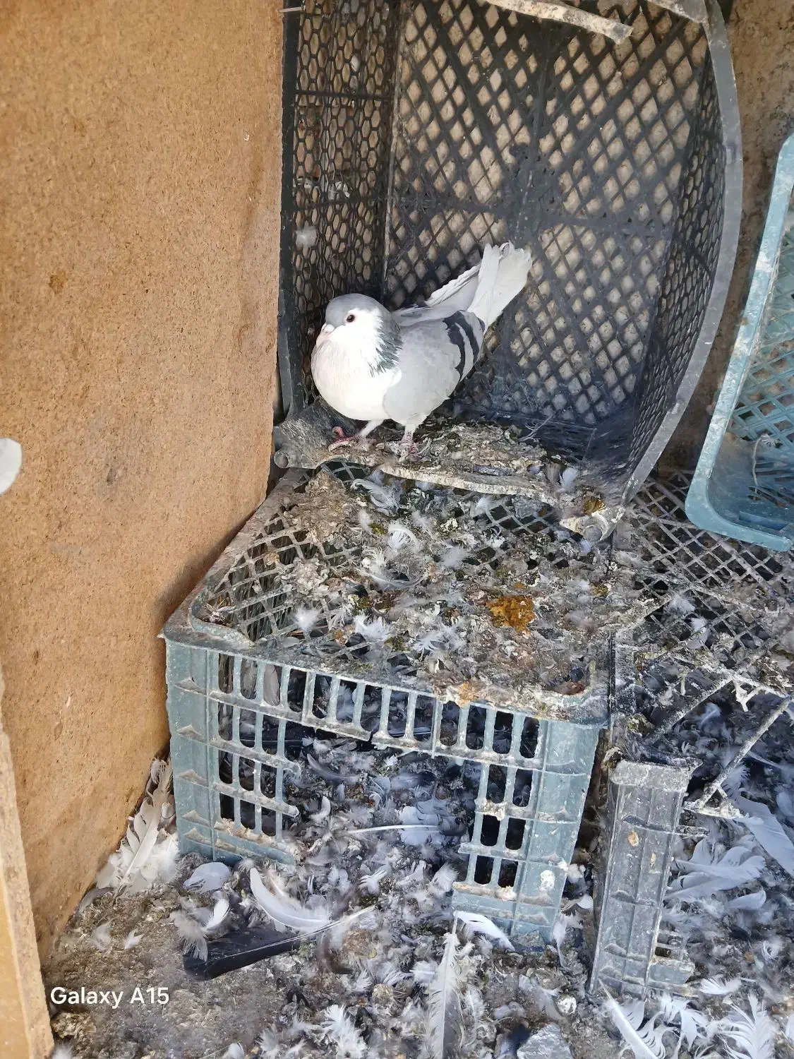 کفتر چپی|پرنده|فامنین, |دیوار