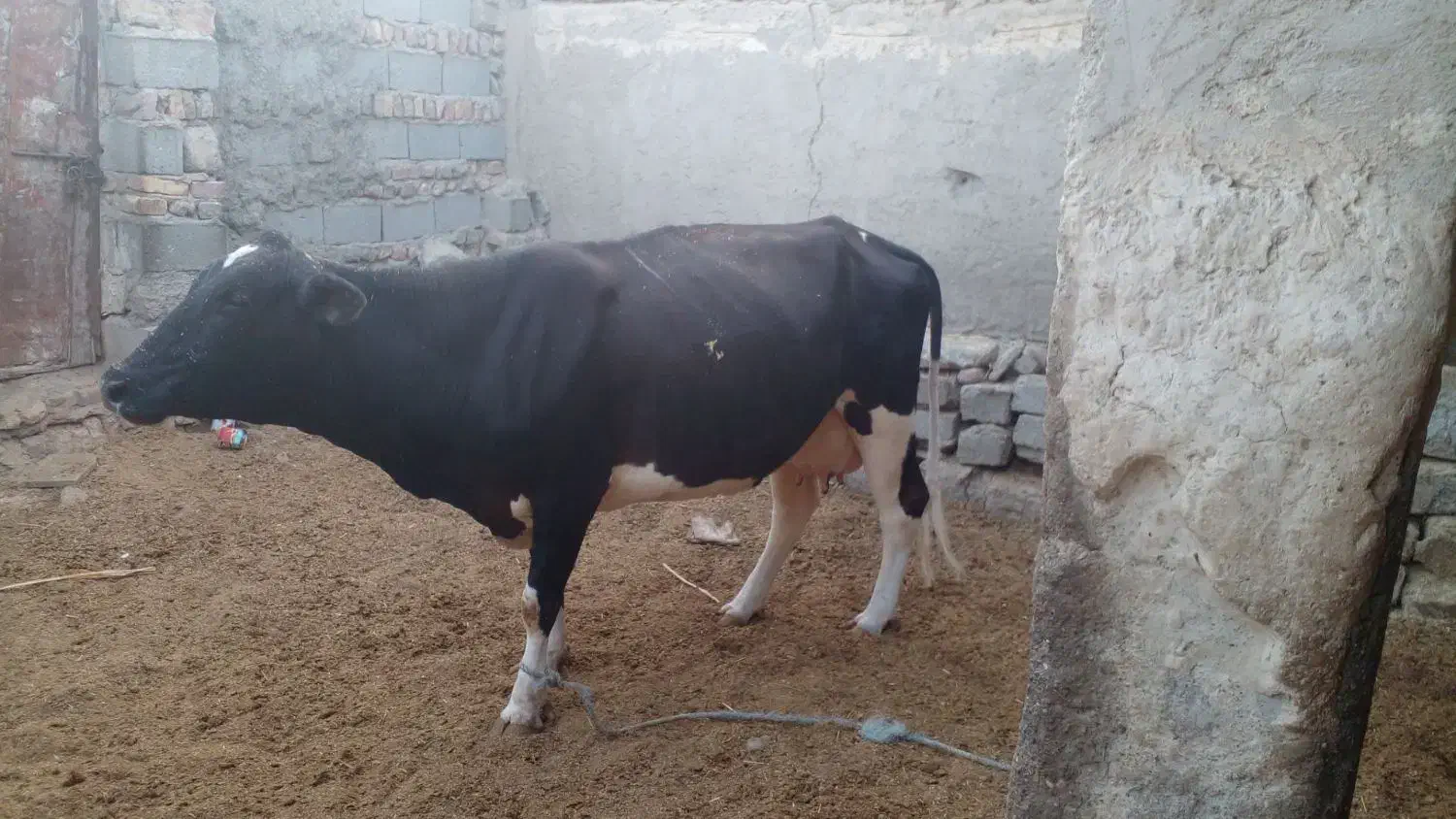 گاو شیری|حیوانات مزرعه|زابل, |دیوار