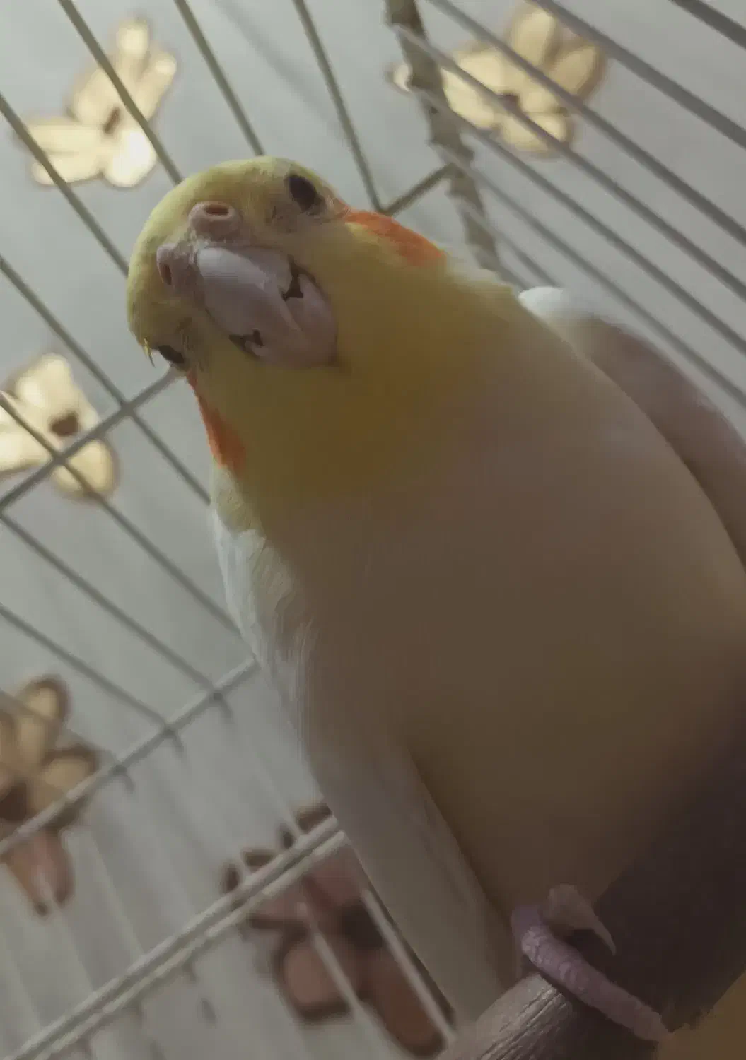 عروس هلندی نر بالغ|پرنده|علیآباد کتول, |دیوار