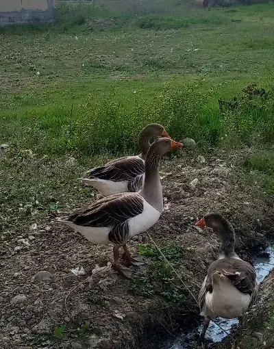 غاز ۳عدد|حیوانات مزرعه|پارسآباد, |دیوار