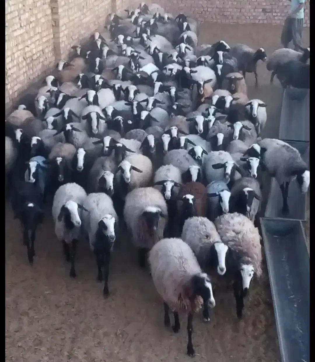 صفحه اصلی بلاگ دامپروری پرورش گوسفند شال بره csre|حیوانات مزرعه|بومهن, |دیوار