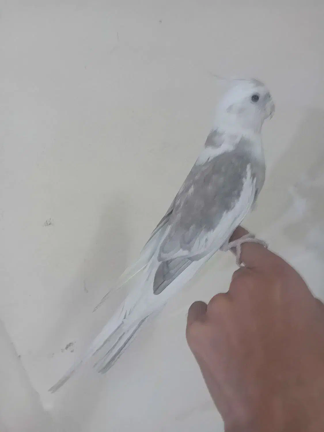 عروس هلندی دستی دستی|پرنده|نجفآباد, صالح آباد|دیوار