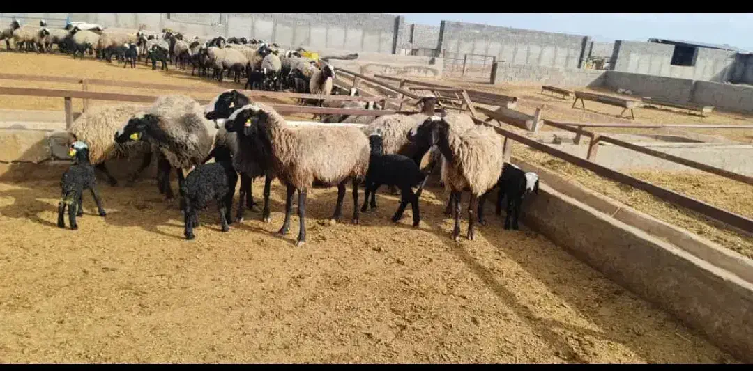 تربت حیدریه ارسـ. ــال میگردد گوسفند ergeoi بره|حراج|تربت‌حیدریه, بهشت عسکری|دیوار