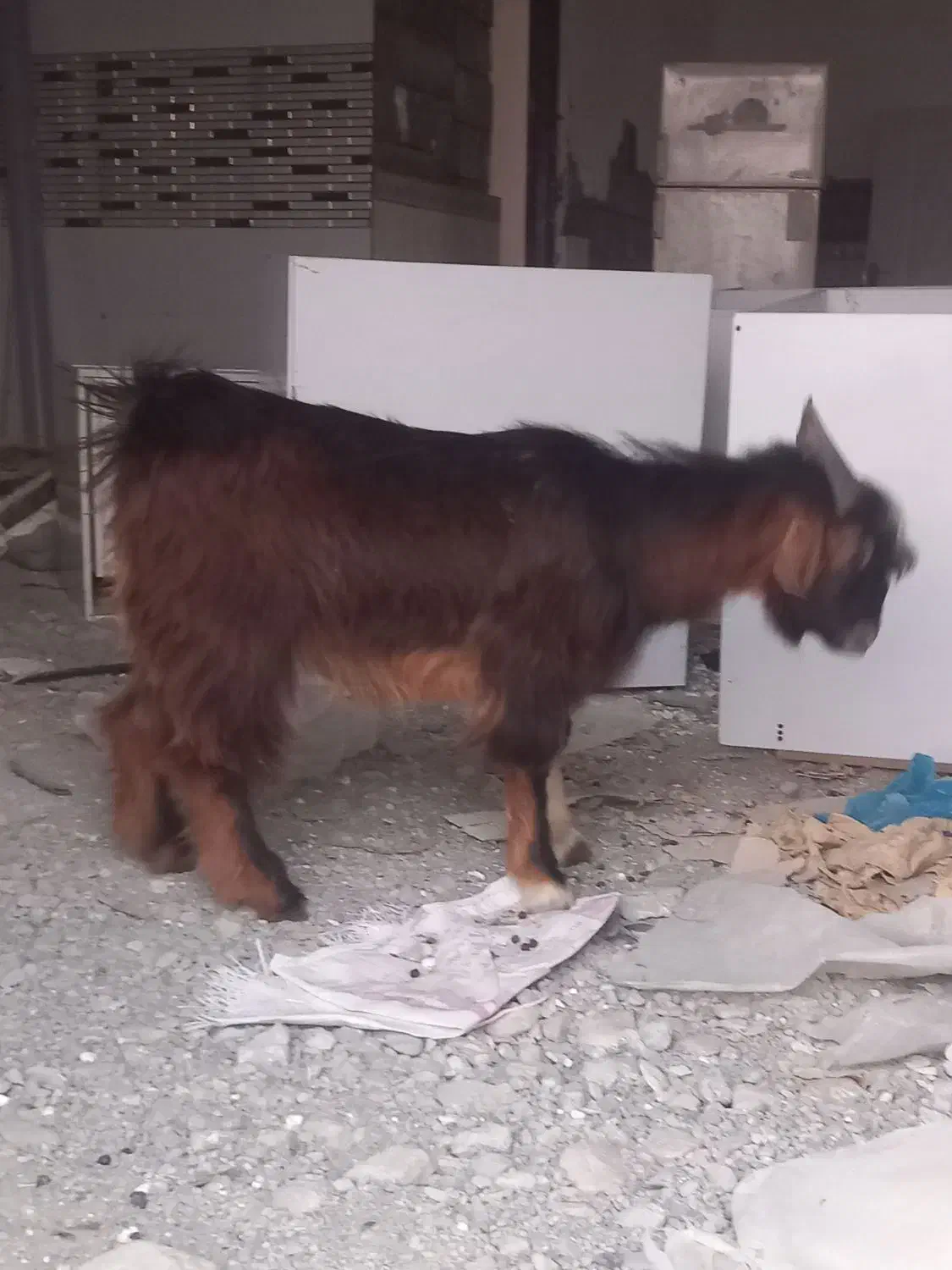 بز نر چاق|حیوانات مزرعه|میناب, |دیوار