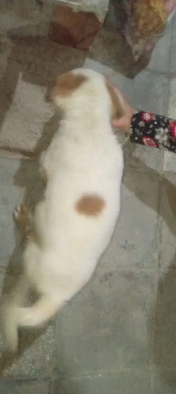 واگذاری توله سگ نر|سگ|خرمشهر, |دیوار