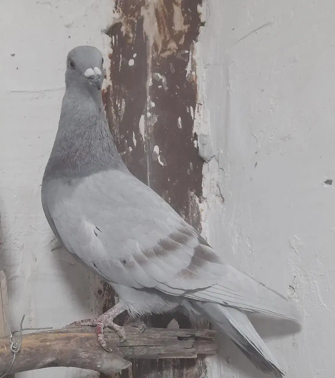 کفتر رنگی|پرنده|قم, جمکران|دیوار