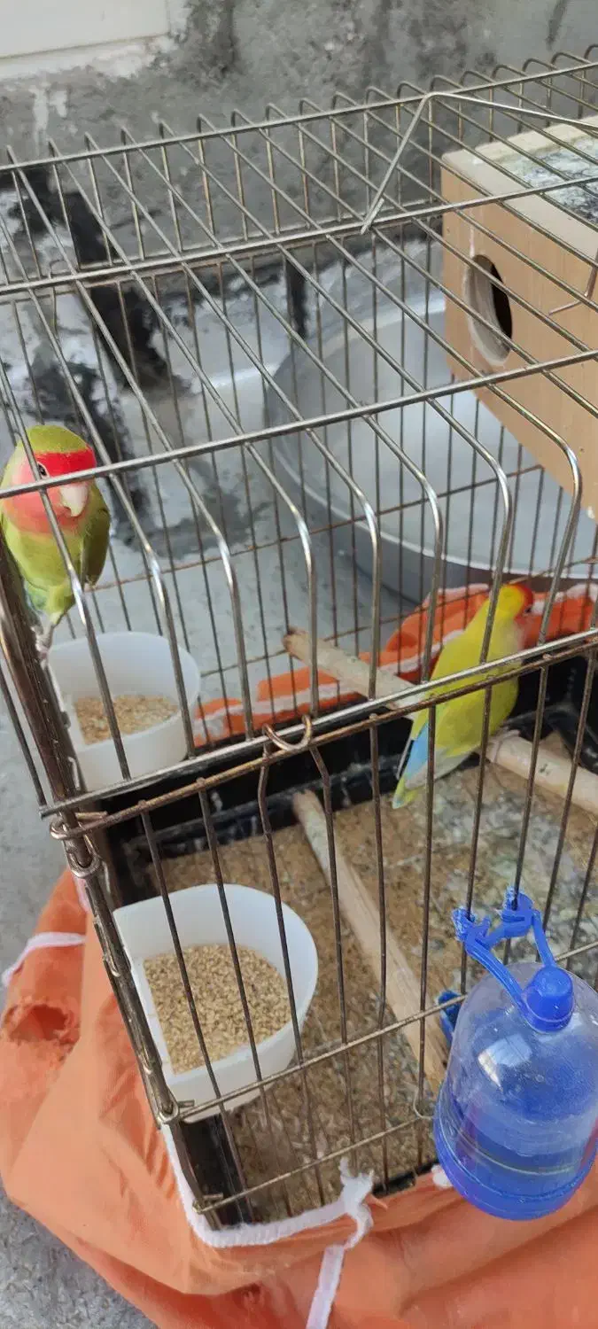 طوطی برزیلی|پرنده|الوند, |دیوار