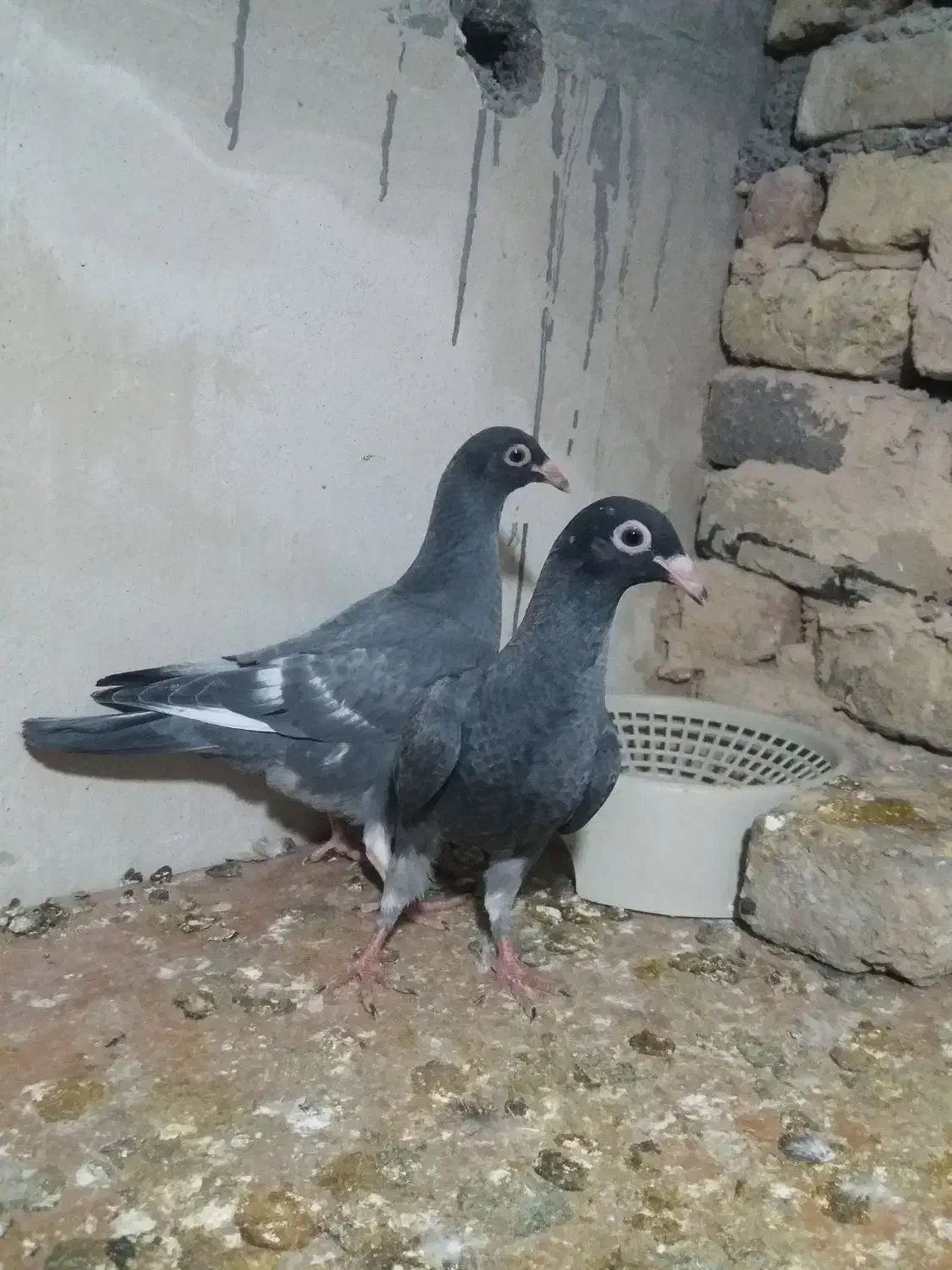 جوجه موشی گرگاتی|پرنده|مشهد, کارمندان دوم|دیوار