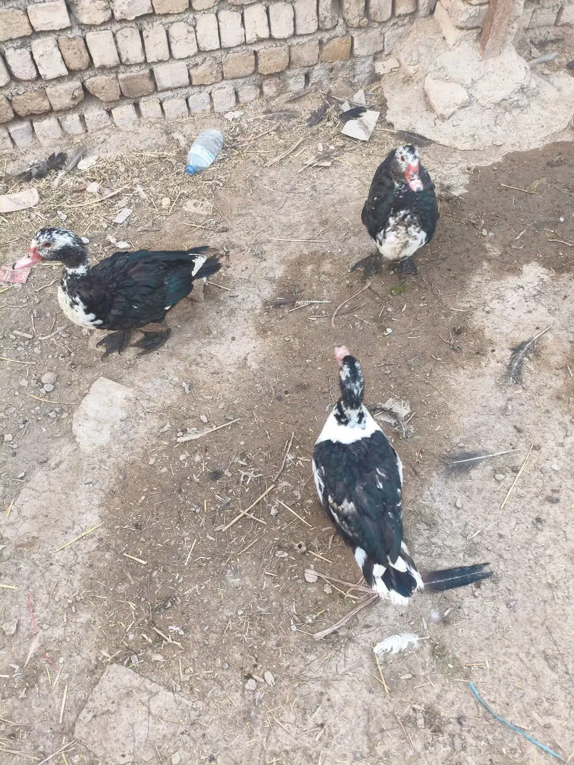 اردک|حیوانات مزرعه|قم, بنیاد|دیوار