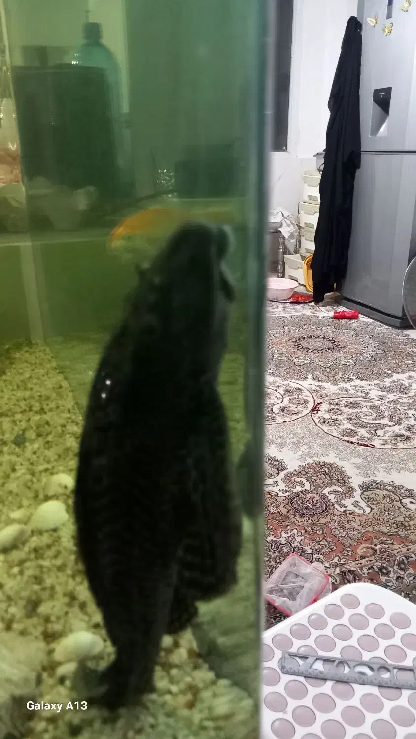 گربه ماهی بزرگ|ماهی|مشهد, عبادی|دیوار