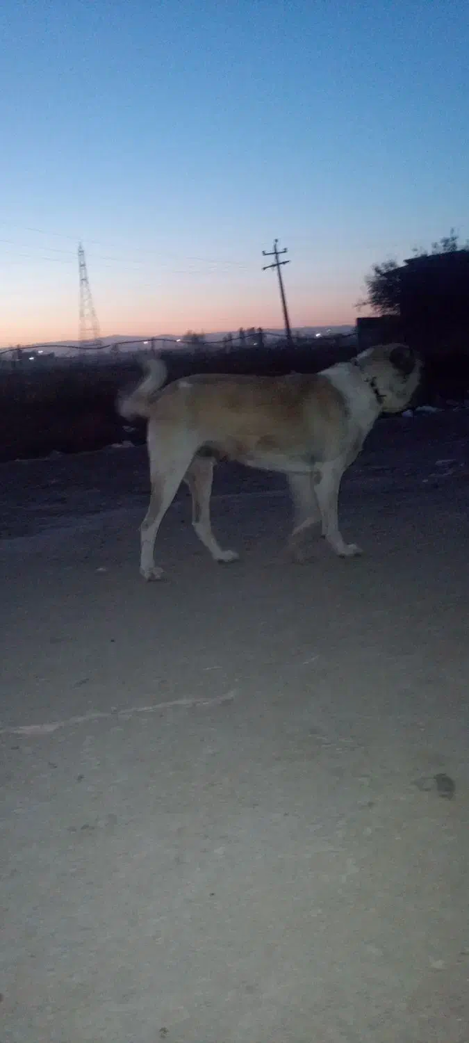 واگذاری توله های سگ نگهبان|سگ|میانه, |دیوار