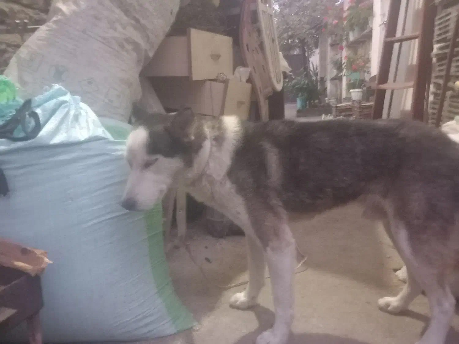 واگذاری فروش|سگ|احمدسرگوراب, |دیوار