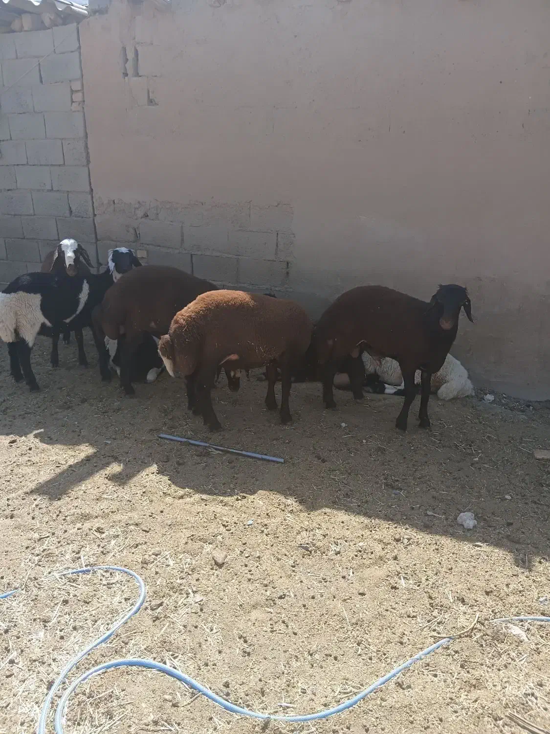 بره|حیوانات مزرعه|جلگه رخ, |دیوار