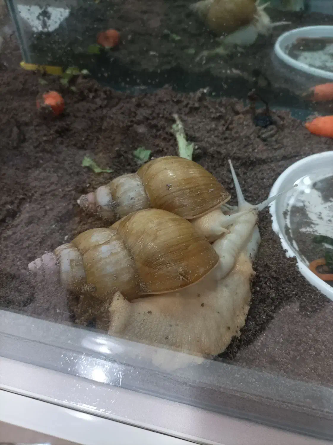 حلزون بزرگ|خزنده|بناب, |دیوار