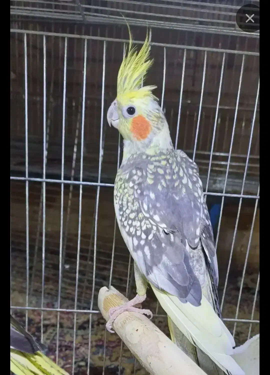 طوطی عروسی|پرنده|الوند, |دیوار