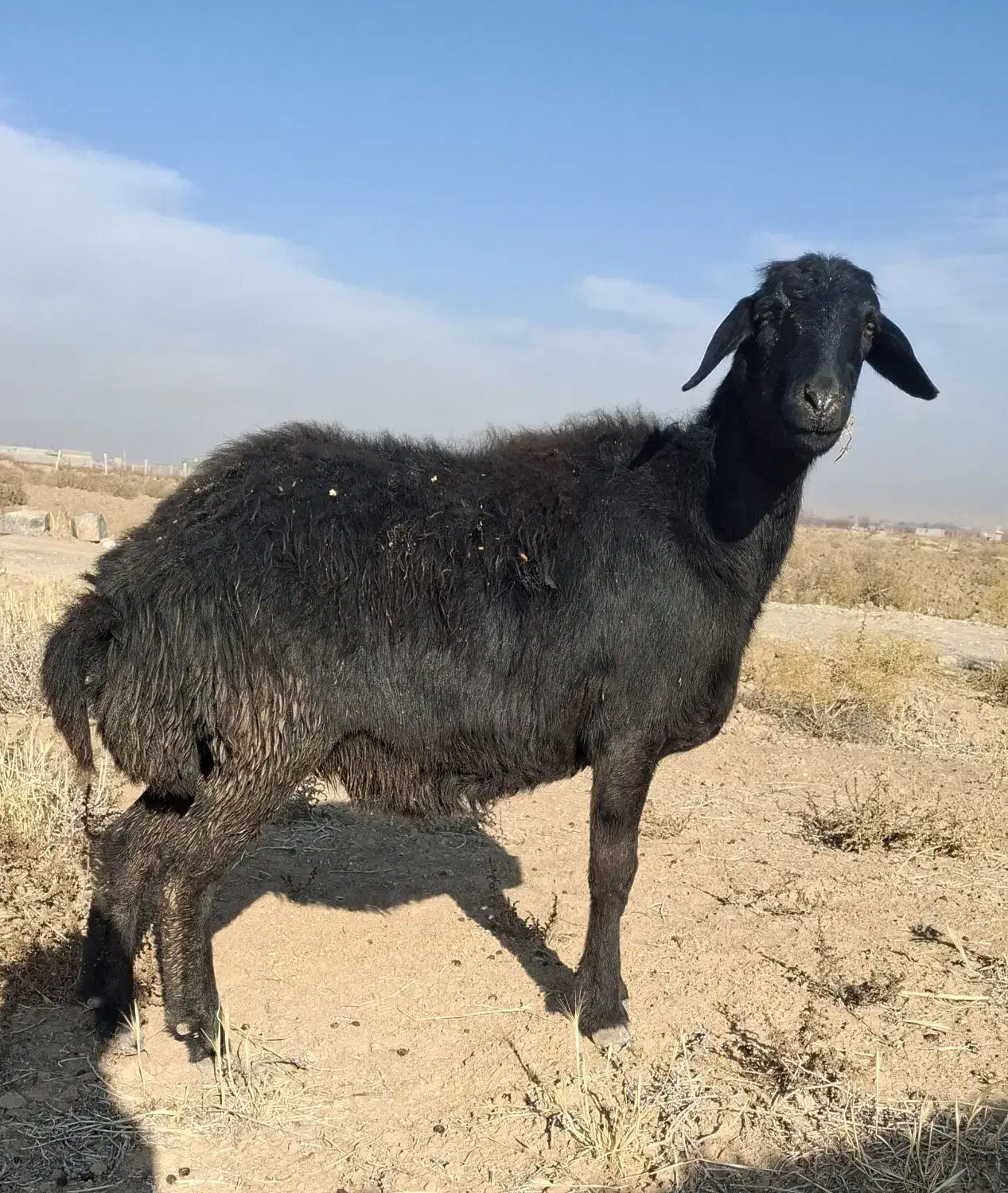 شیشک قره قزل ابستن|حیوانات مزرعه|لیلان, |دیوار