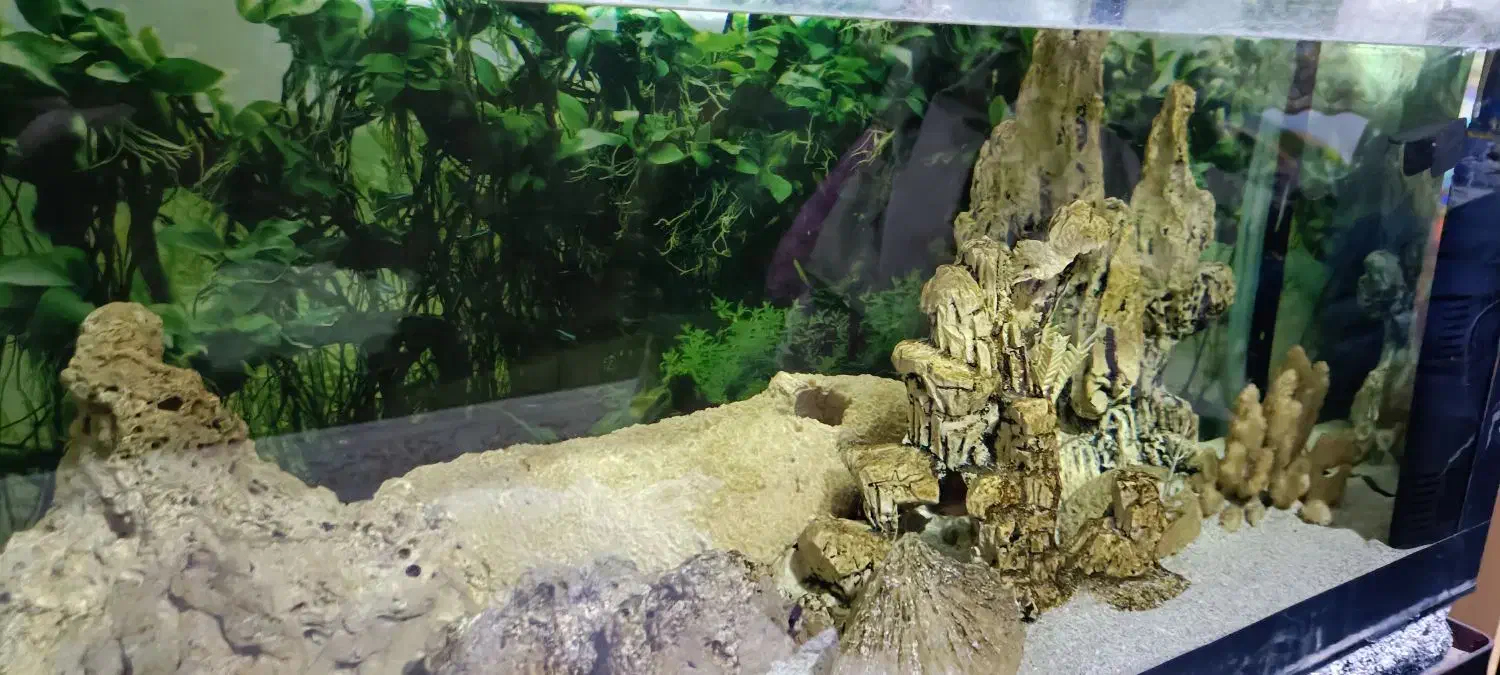 آکواریوم|ماهی|رشت, دیانتی|دیوار