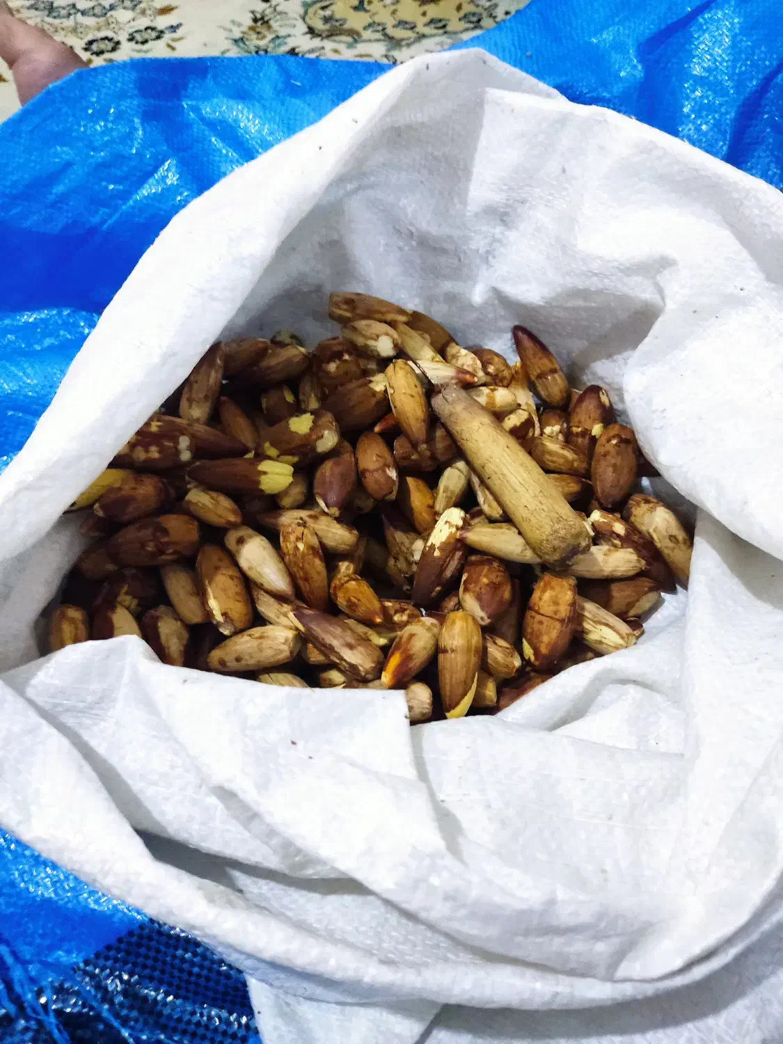 حیوانات|حیوانات مزرعه|دهدشت, |دیوار