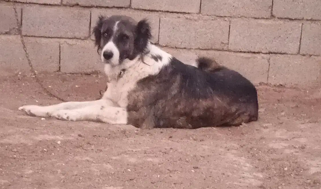 لاس گله ای|سگ|تهران, سعیدآباد|دیوار