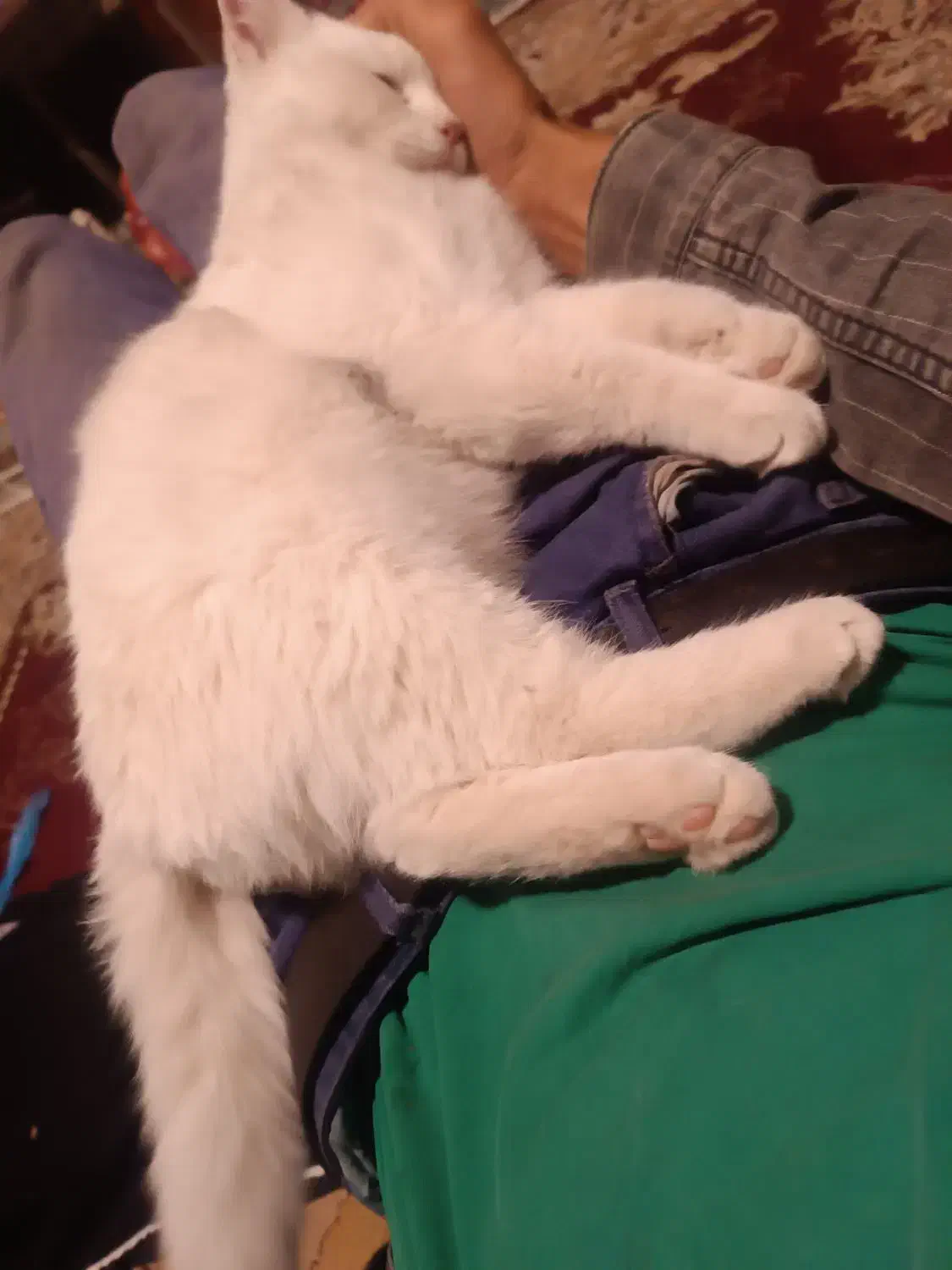 گربه خانگی نژاد پرشین ۷ماهه|گربه|یاسوج, |دیوار