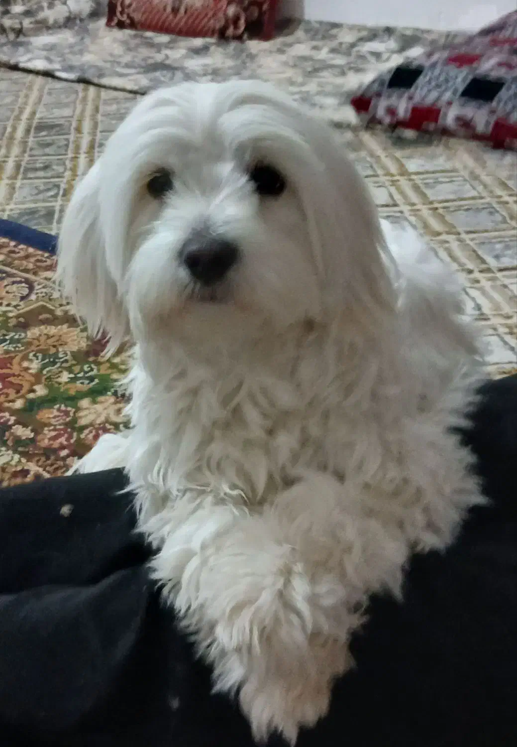 گمشده مژدگانی ۵ ملیون|سگ|کرمان, |دیوار