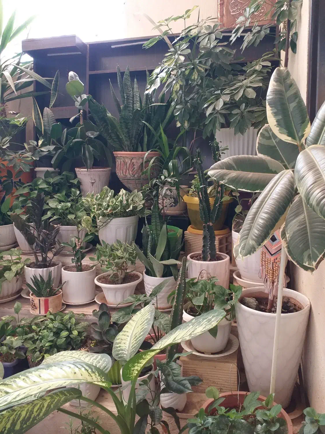 گل های طبیعی|گل و گیاه طبیعی|محمدیه-قزوین, |دیوار