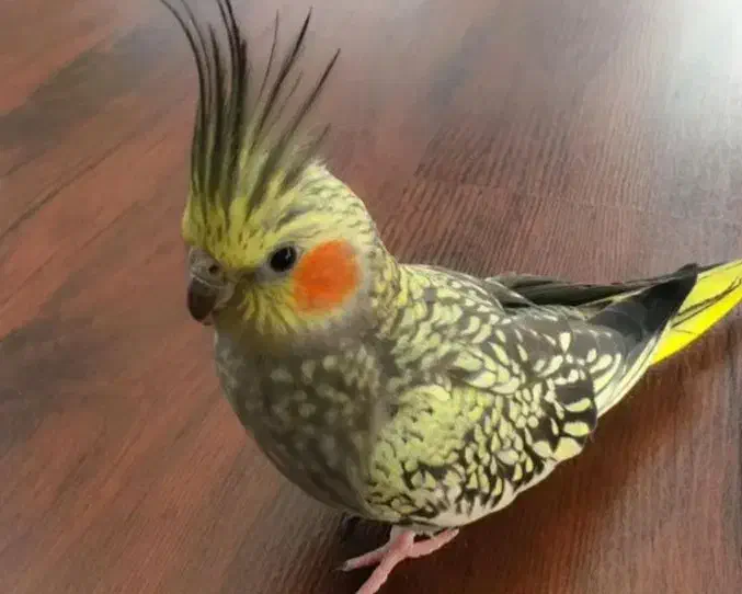 عروس هلندی گم شده|حیوانات|همدان, |دیوار