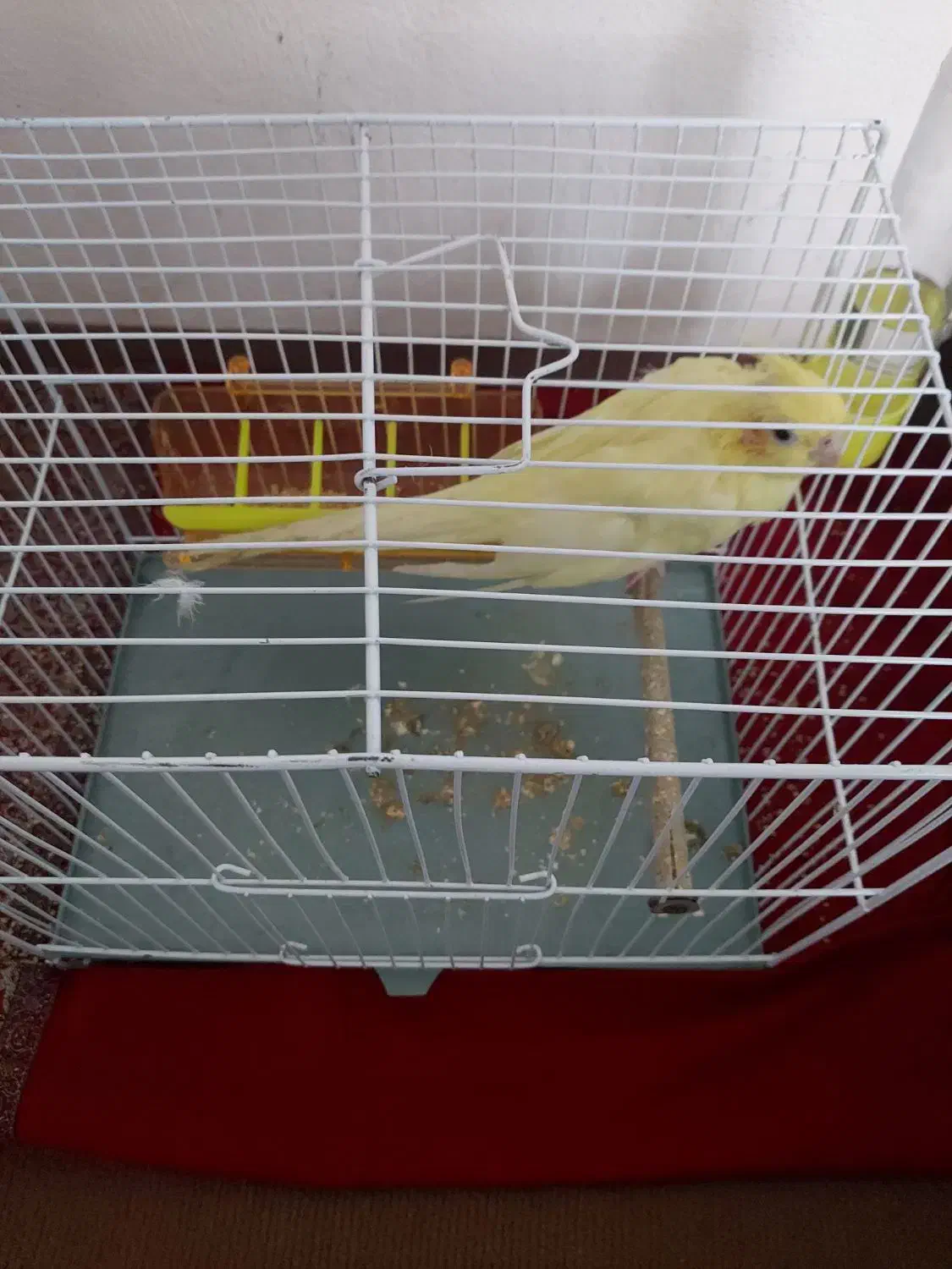 عروس هلندی. قفس|پرنده|سرخنکلاته, |دیوار