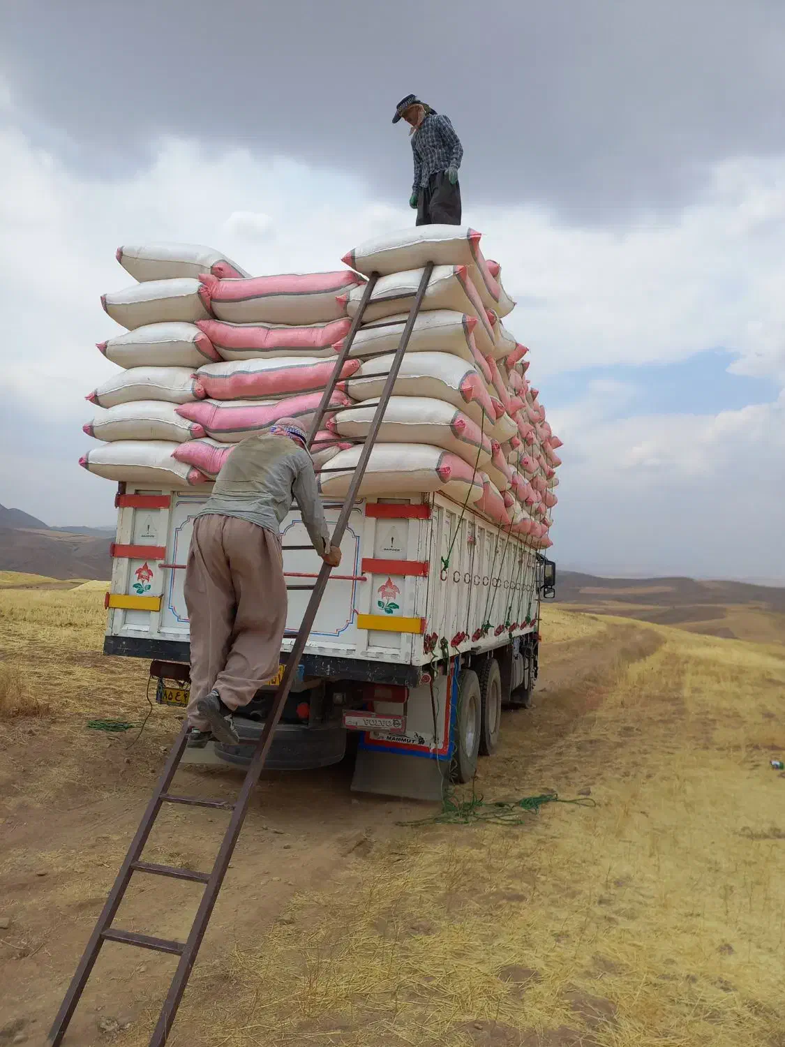 کاه گندم دیمی کردستان|خدمات باغبانی و درختکاری|خان ببین, |دیوار