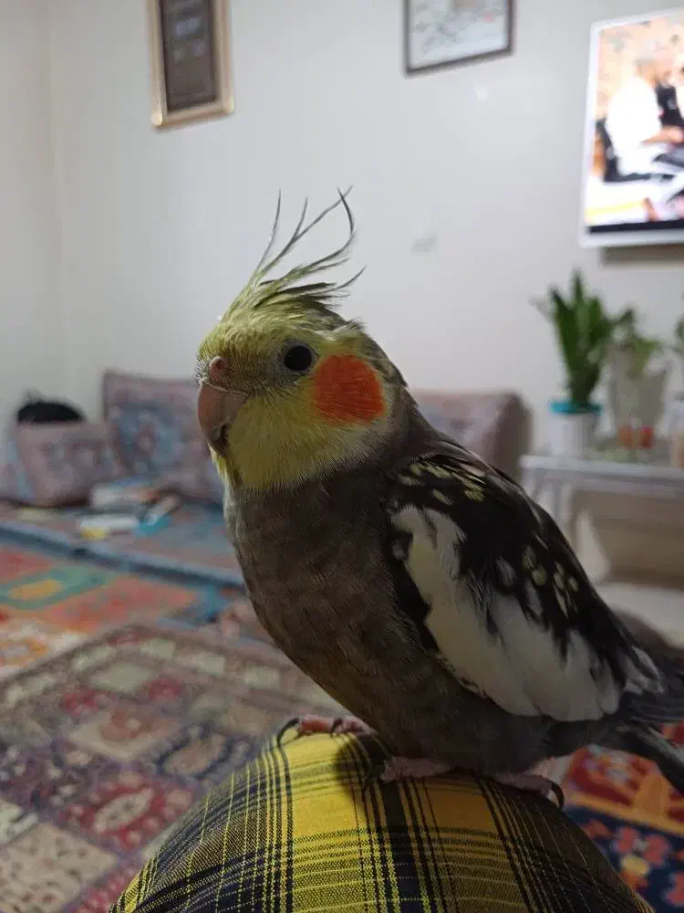 گمشده|حیوانات|کرج, حصارک بالا|دیوار