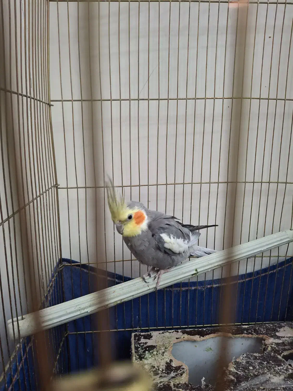 جفت عروس مولد|پرنده|ری, شهادت|دیوار