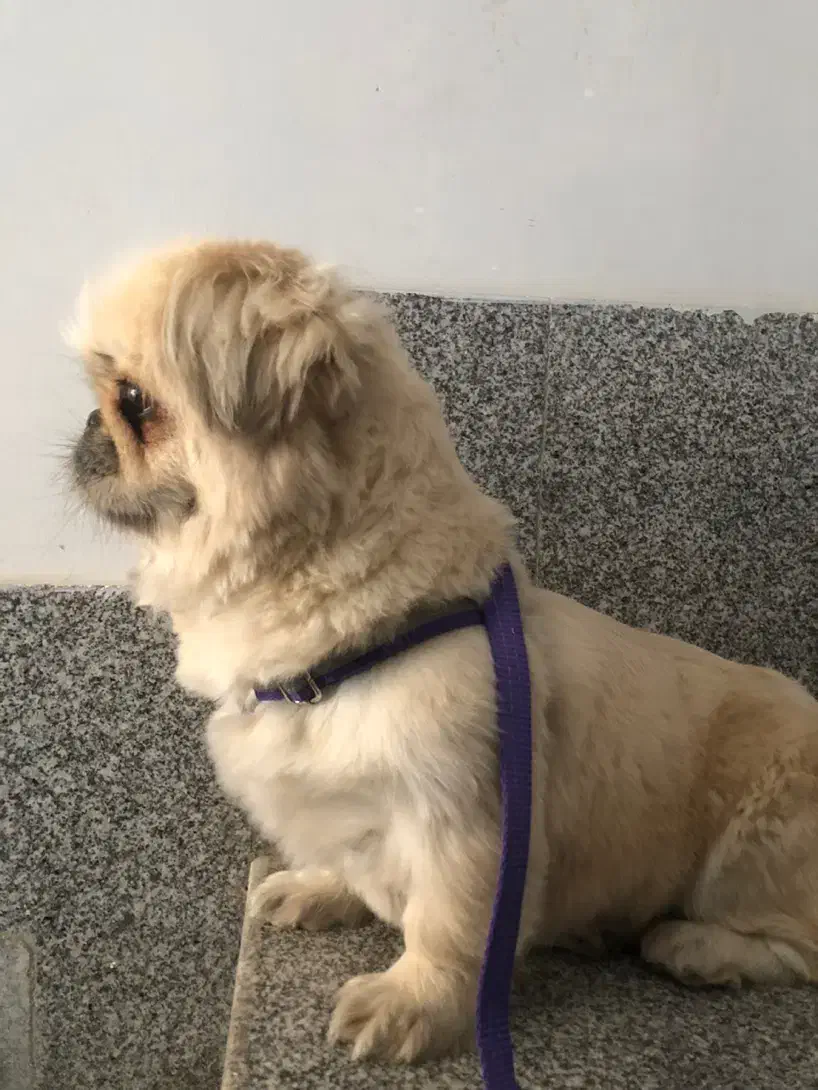 سگ پیکینیز امپریال|سگ|رودهن, |دیوار