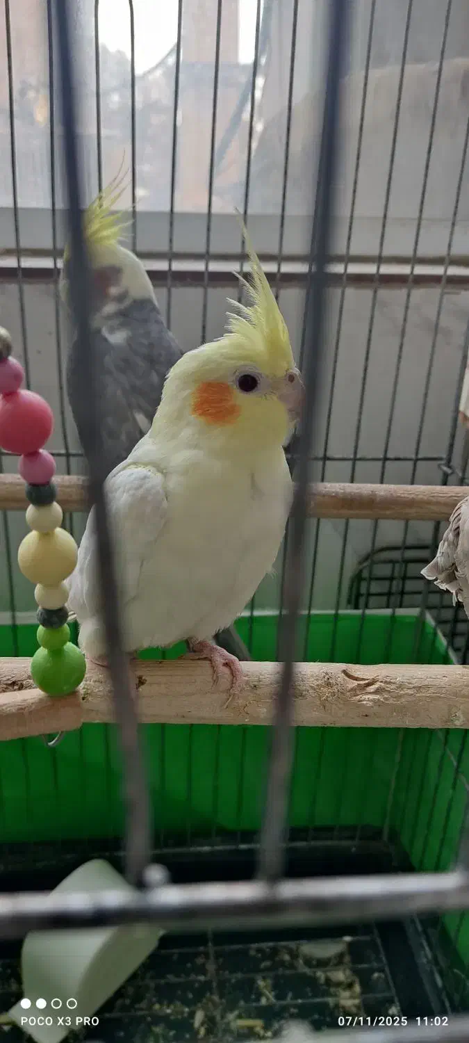 عروس هلندی یکی نر دوتا ماده با قفس وسه تا فنچ|پرنده|کرج, گلشهر|دیوار