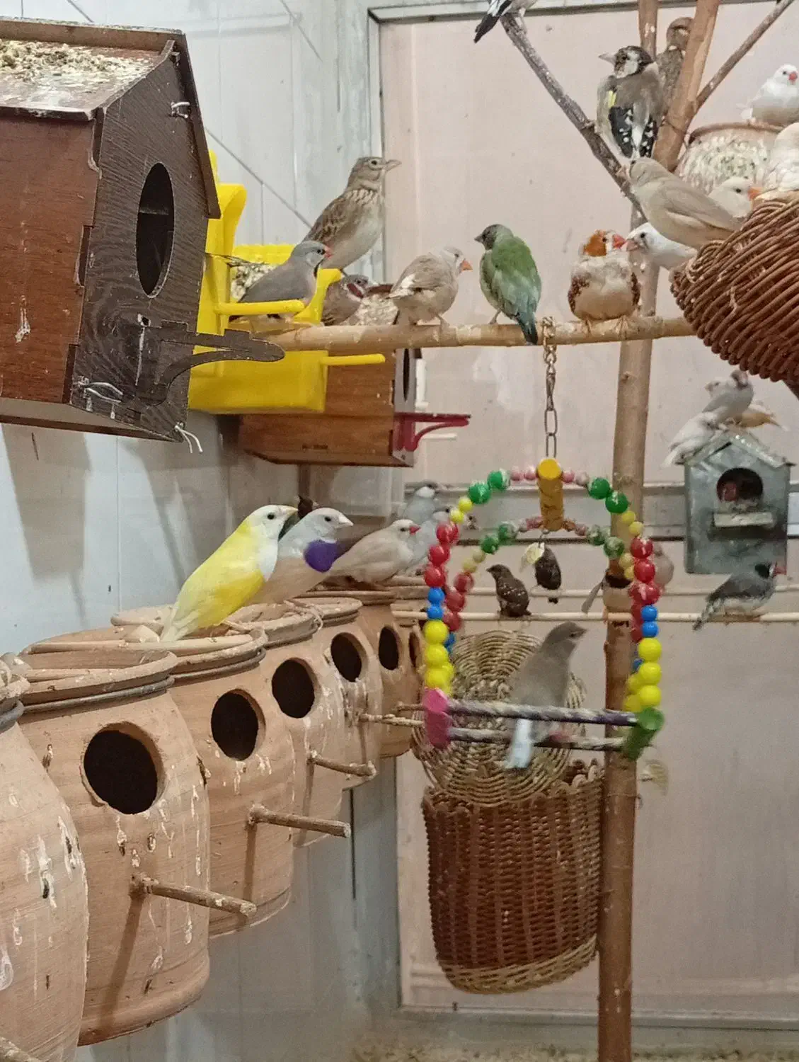 فنچ سانان|پرنده|ساوه, |دیوار