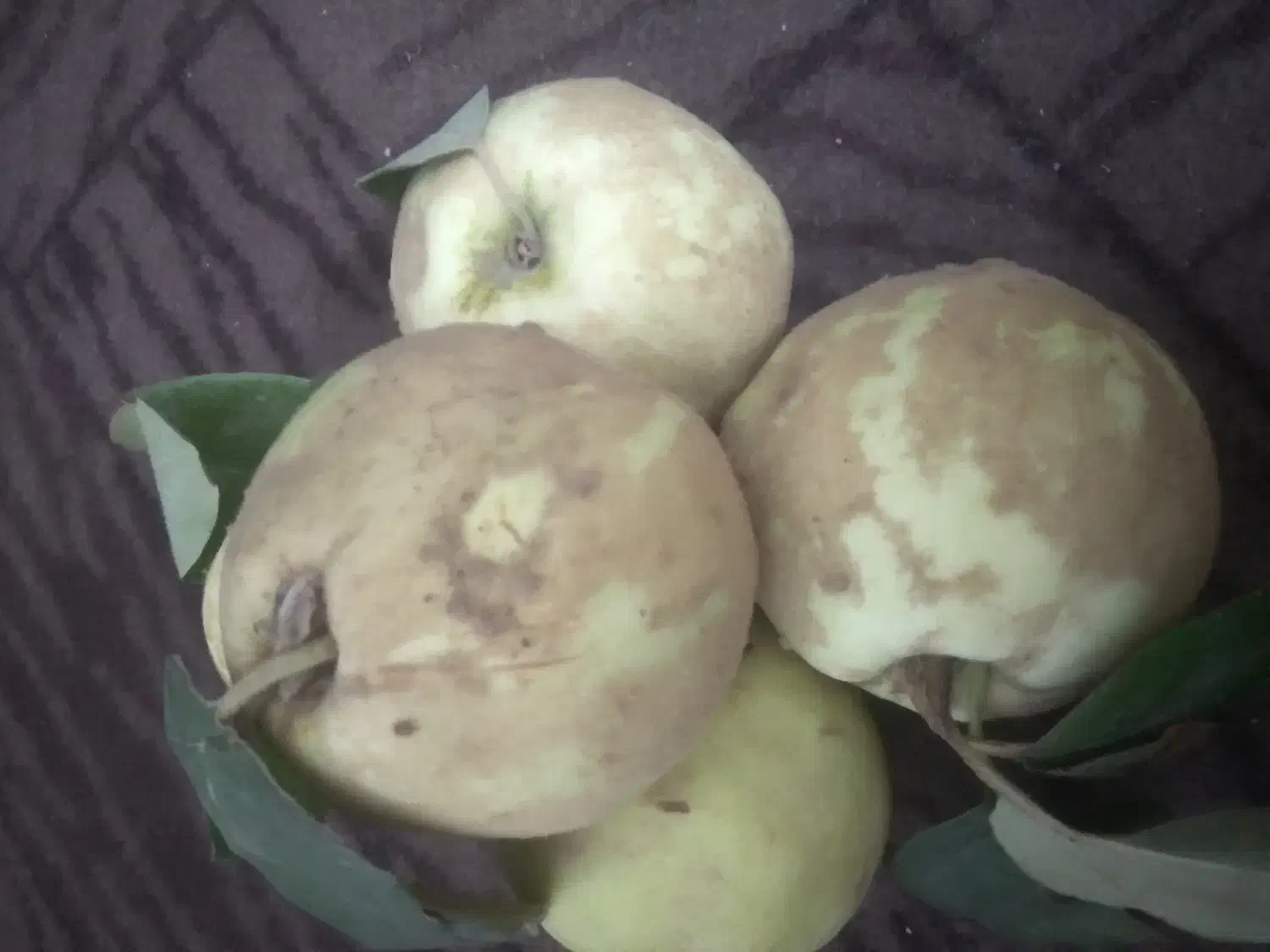 به درجه ۱|خوردنی و آشامیدنی|تربت‌حیدریه, باغ ملی|دیوار