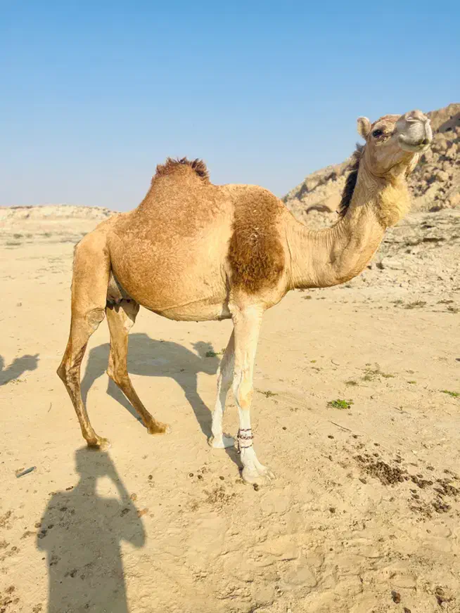 شتر|حیوانات مزرعه|قشم, |دیوار