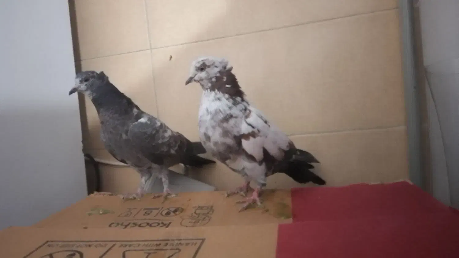 ۱۷تا کبوتر پرشی یجا|پرنده|بومهن, |دیوار