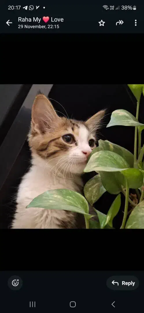 واگذاری گربه|گربه|تهران, صاحب الزمان|دیوار