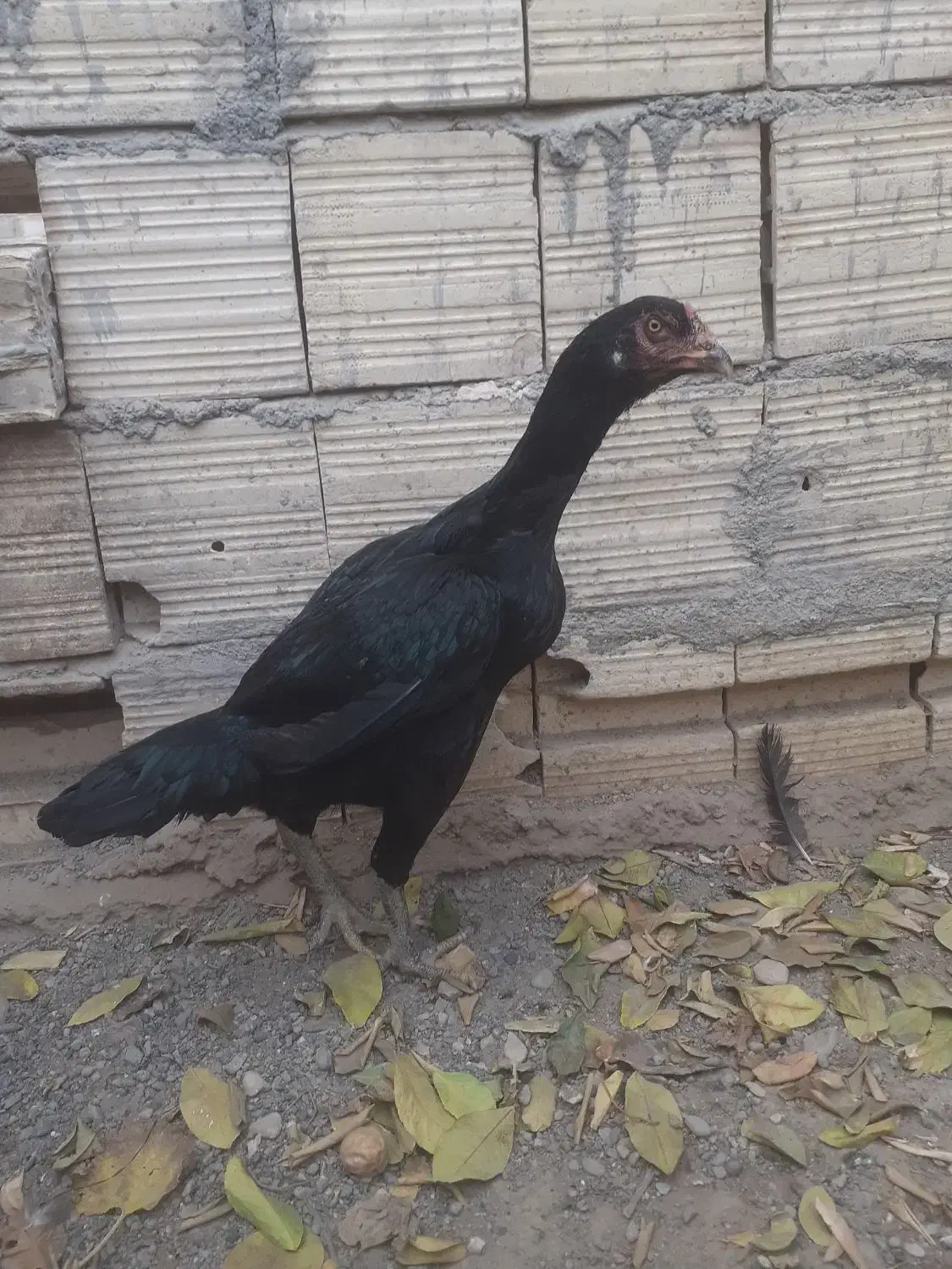 مرغ|حیوانات مزرعه|بند زرک, |دیوار