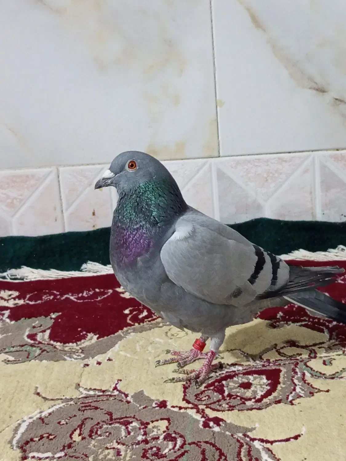 سبز پلاکی گرفتنی|پرنده|زابل, |دیوار