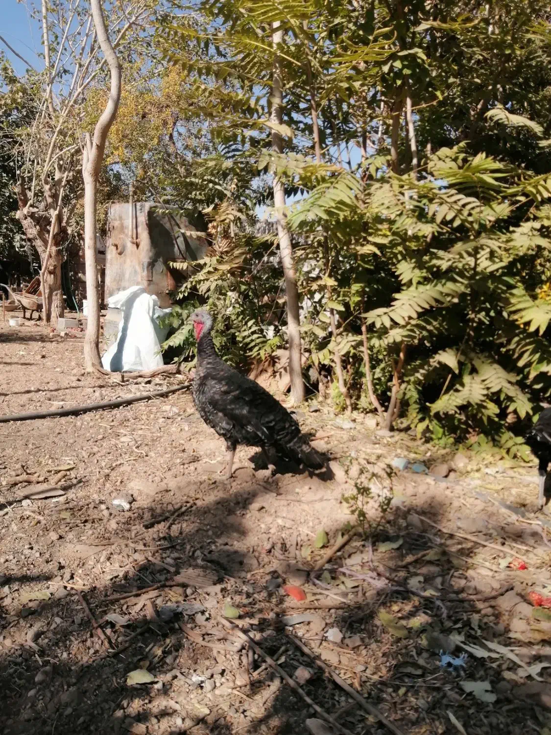 بوقلمون ماده|حیوانات مزرعه|مهریز, |دیوار