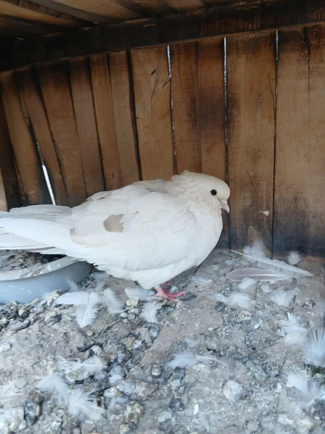 کفترپرشی ساعت سنگین|پرنده|کهک, |دیوار