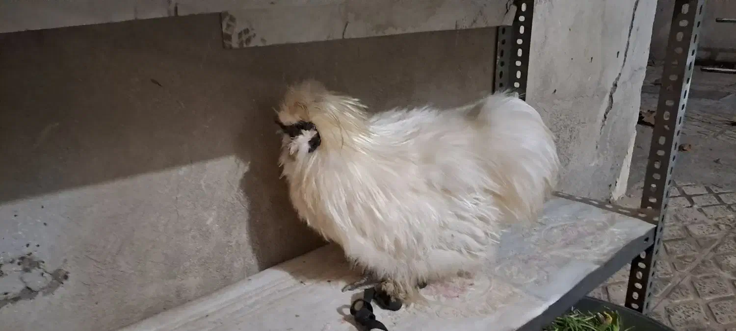 خروس|حیوانات مزرعه|الوند, |دیوار