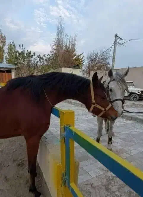 باشگاه سوارکاری اسب (پانسیون اسب و آموزش سوارکاری)|اسب و تجهیزات اسب‌سواری|تهران, سعیدآباد|دیوار