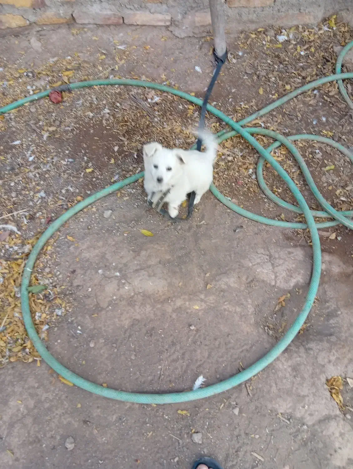 توله اشپیتز ماده|سگ|رفسنجان, |دیوار