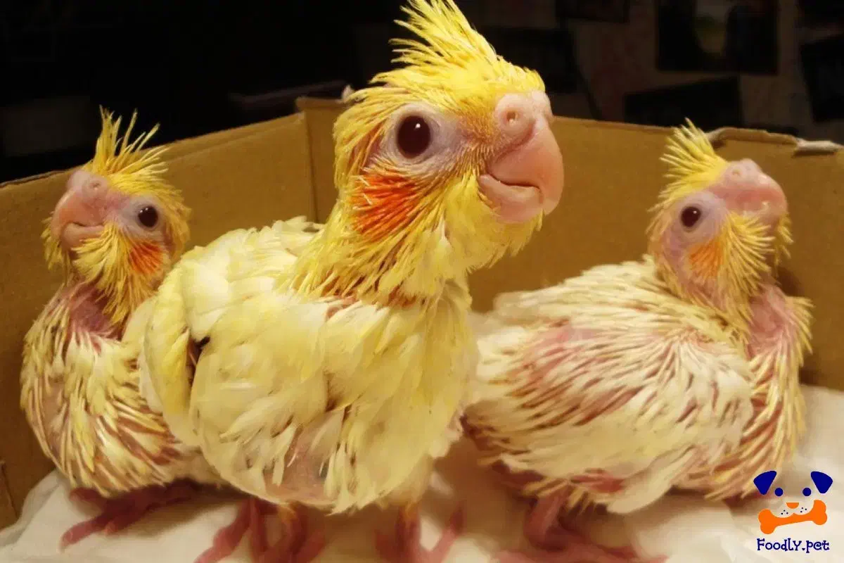 جوجه عروس هلندی|پرنده|دیواندره, |دیوار